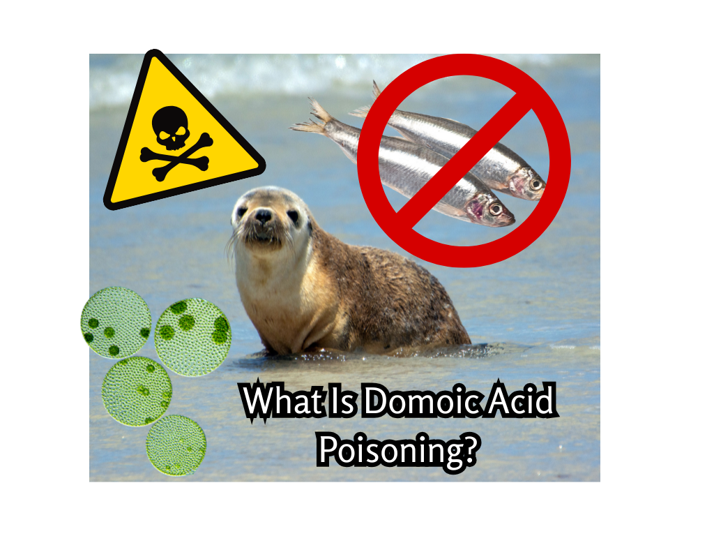 What Is Domoic Acid and How Does It Affect Marine Life? (2025)