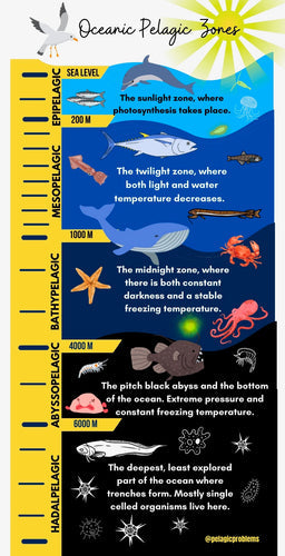 Image of pelagic zones identified by different shades of blue. There is a measuring tape like icon to show depth on the the left. The layers include descriptions of each zone and marine life