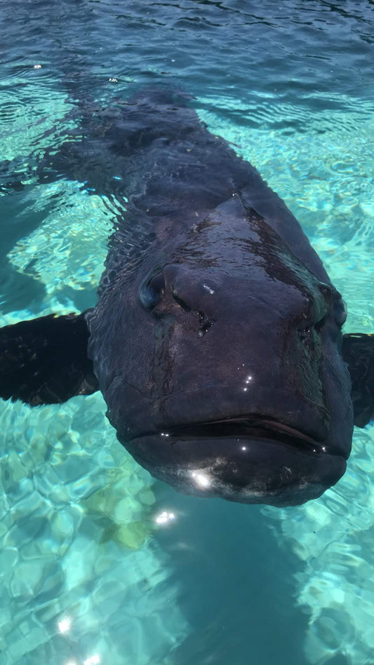 The Moment I Felt a Fish’s Heartbeat and Everything Changed