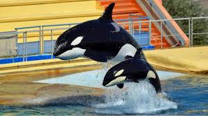 Abandoned but Not Forgotten: The Tragic Fate of Whales and Dolphins at Franceās Marineland