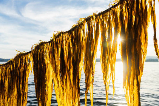 Seaweed Farming: The Future of Sustainable Food and Climate Solutions