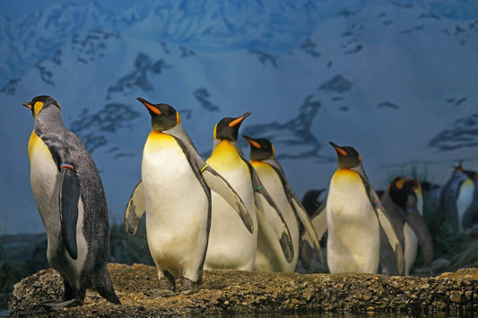 Penguin Poop and the Planet: How These Birds Help Cool the Earth