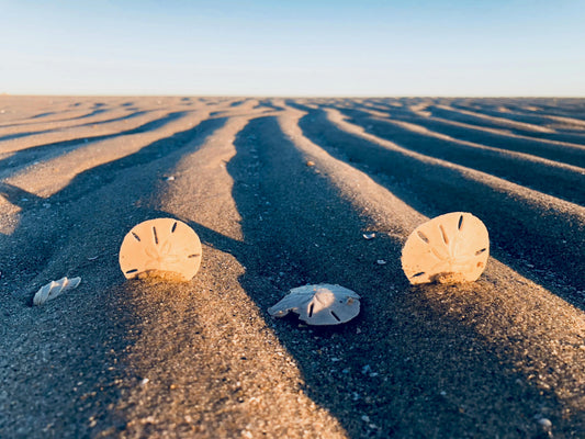 4 sand dollars present on a fresh groomed beach sand with parallel lines.