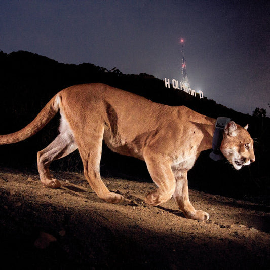 What Are Wildlife Corridors? And What P-22 Taught Us