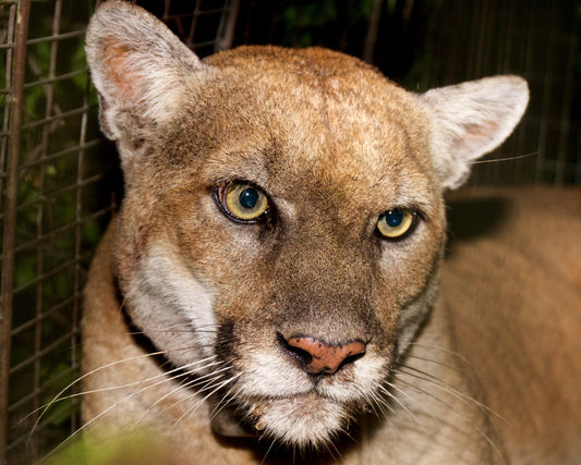 Who Was P-22? The Mountain Lion That Stole LA’s Heart