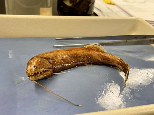 picture of a perserved viperfish in a lab
