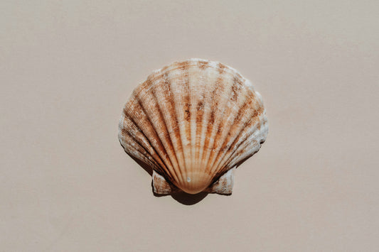 Turning Seashells into Solutions: USC’s Breakthrough in Ocean-Safe Plastics