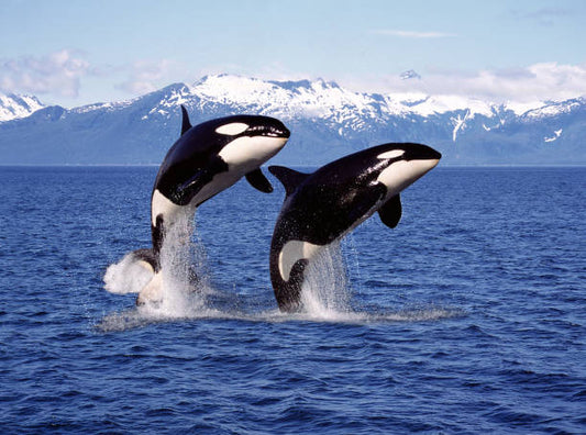 Why Dolphins and Orcas Can Never Return to Land