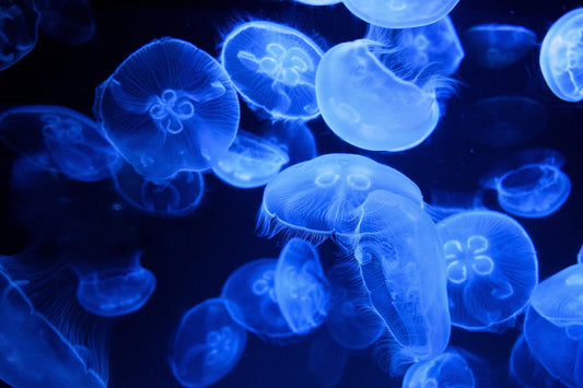 The Science and Wonder of Bioluminescence: Nature’s Living Light