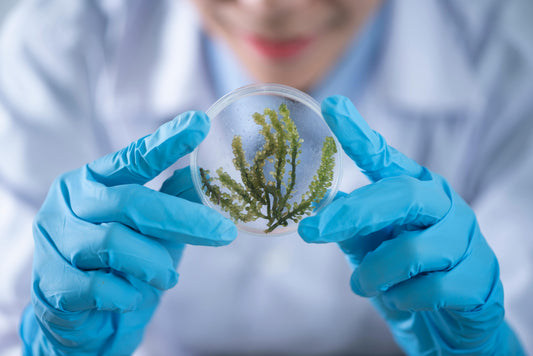 How Seaweed Helps the Planet & Helps the Economy
