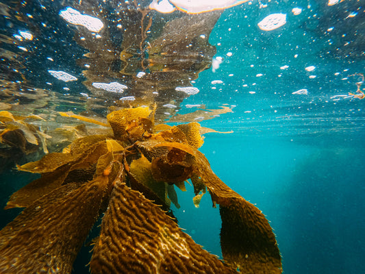 🌊 The Downsides of Marine Biotechnology: What We Need to Watch Out For