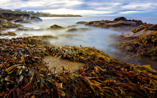 Seaweed: The Unsung Hero of Science, Medicine, and Crime Fighting